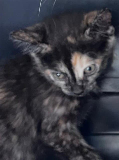 Unknown - Domestic Short Hair