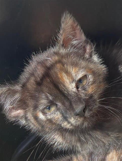 Unknown - Domestic Short Hair