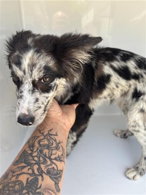 Unknown - Australian Shepherd
