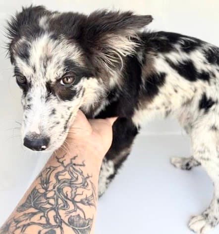 Unknown - Australian Shepherd