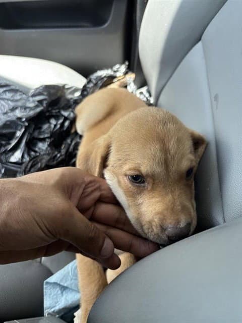 Unknown - Labrador Retriever
