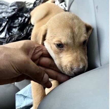 Unknown - Labrador Retriever