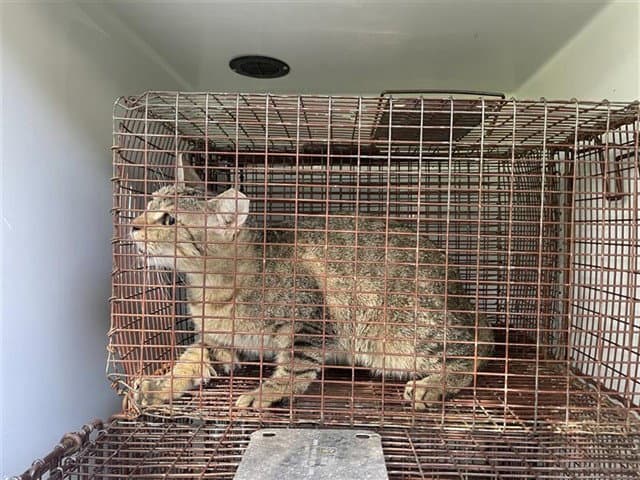 Unknown - Domestic Short Hair