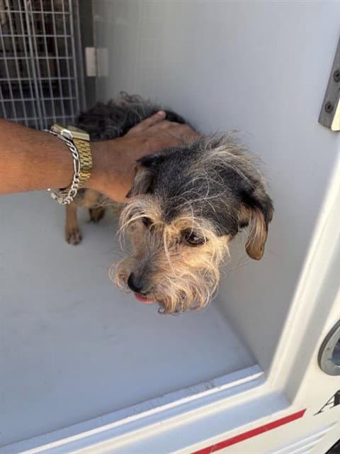 Unknown - Miniature Schnauzer