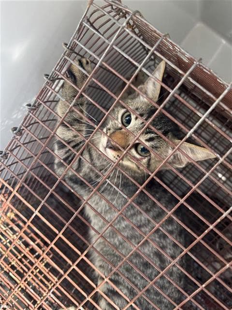 Unknown - Domestic Short Hair