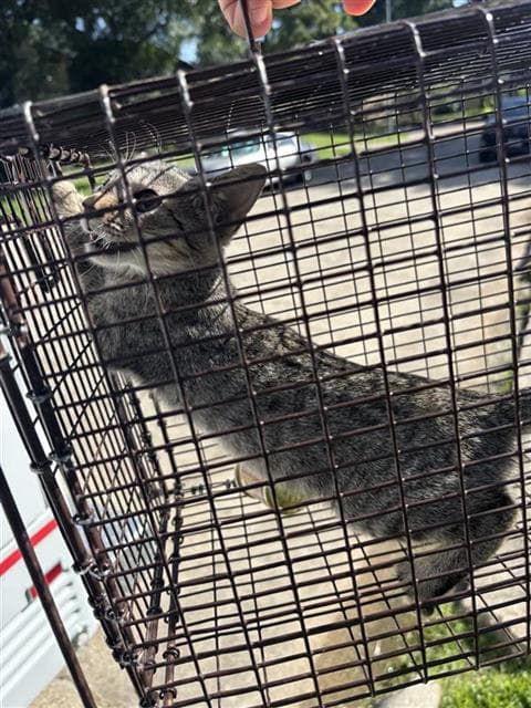 Unknown - Domestic Short Hair