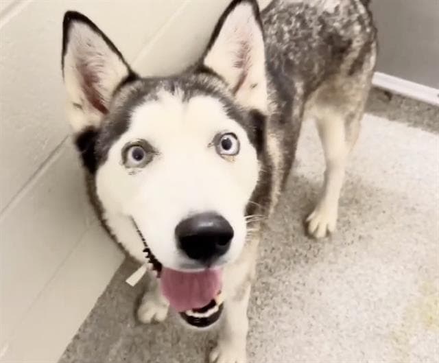 Chiva - Siberian Husky