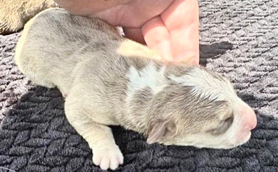 Unknown - Border Collie