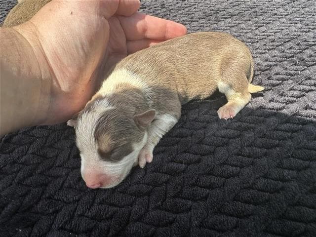 Unknown - Border Collie