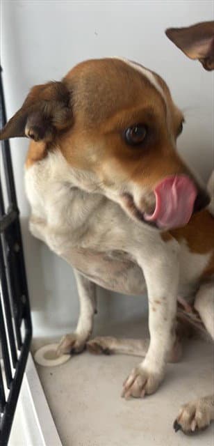 Bailey - Chihuahua