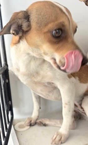 Bailey - Chihuahua