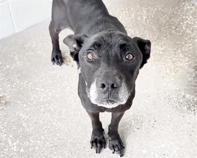 Unknown - Pit Bull Terrier