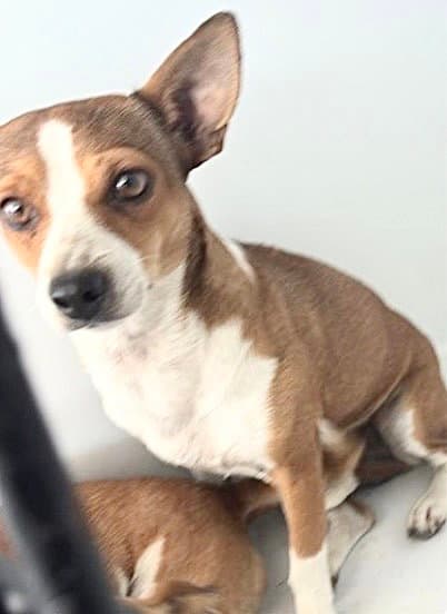 Luna - Chihuahua
