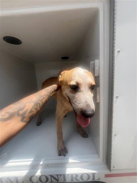 Unknown - Catahoula Leopard Dog