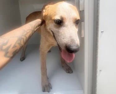 Unknown - Australian Cattle Dog/Blue Heeler