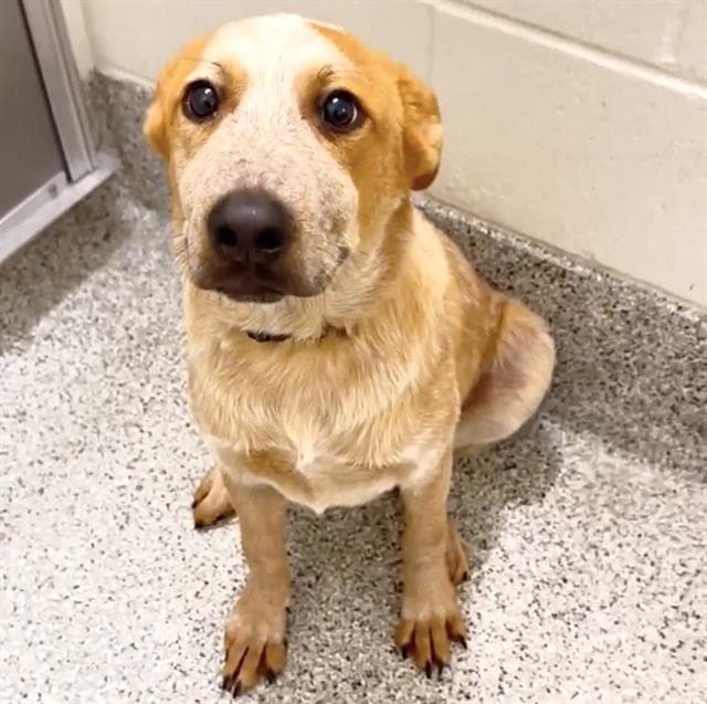 Unknown - Australian Cattle Dog/Blue Heeler