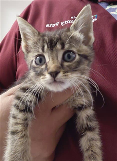 Unknown - Domestic Short Hair