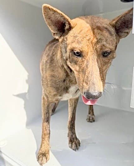 Unknown - Dutch Shepherd