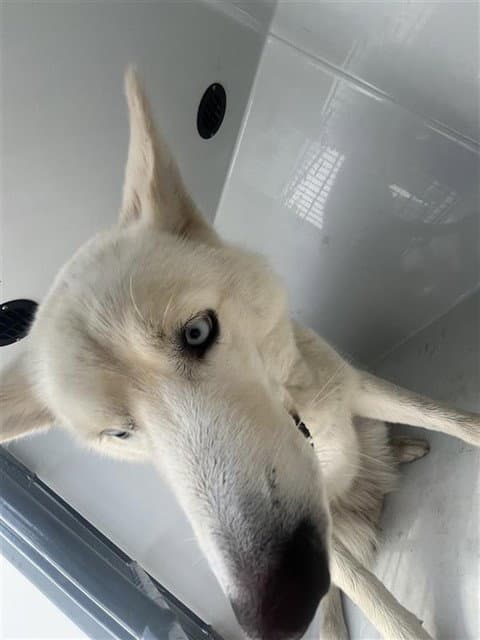 Unknown - Husky