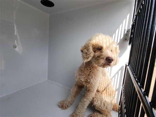 Unknown - Poodle (Miniature)