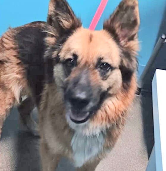 Stray - German Shepherd Dog