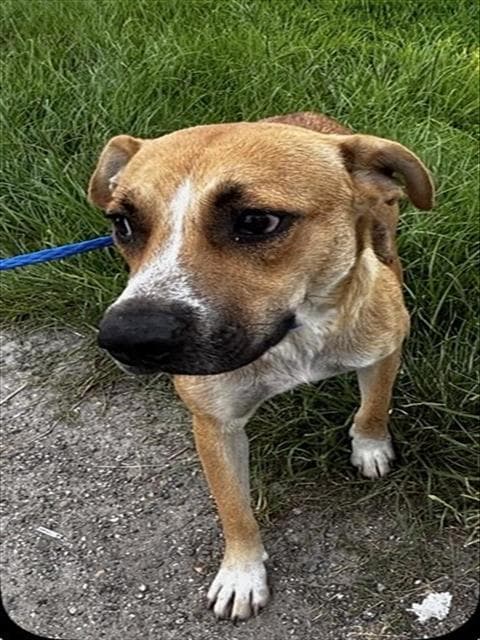 Unknown - Black Mouth Cur