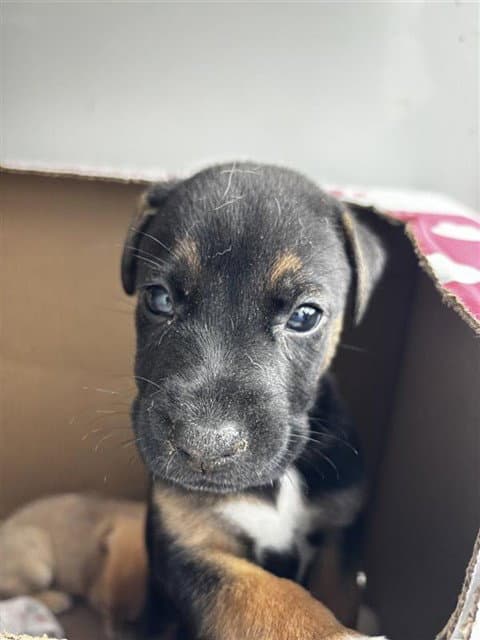 Unknown - Black Mouth Cur