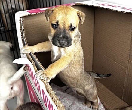 Unknown - Black Mouth Cur