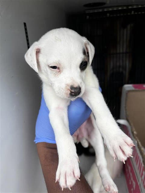 Unknown - Black Mouth Cur
