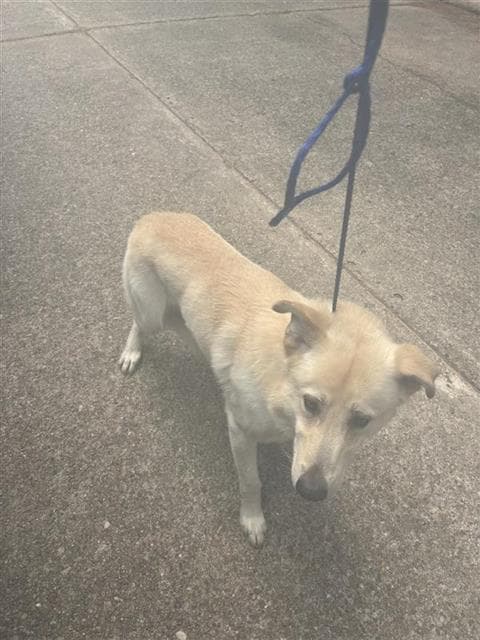 Unknown - Carolina Dog