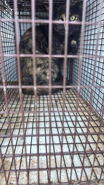 Unknown - Domestic Short Hair