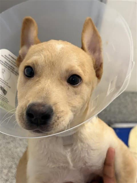 Peanut - Australian Cattle Dog/Blue Heeler