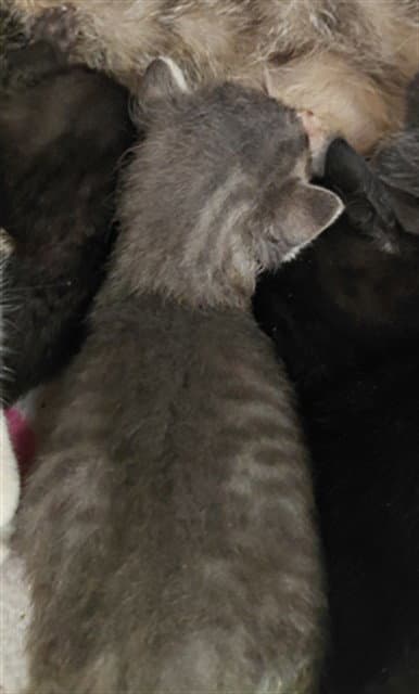 Unknown - Domestic Short Hair