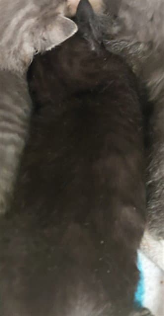 Unknown - Domestic Short Hair