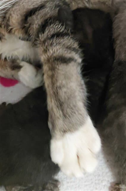 Unknown - Domestic Short Hair