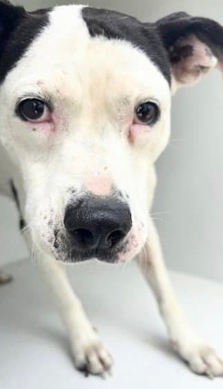 Judy - Pit Bull Terrier