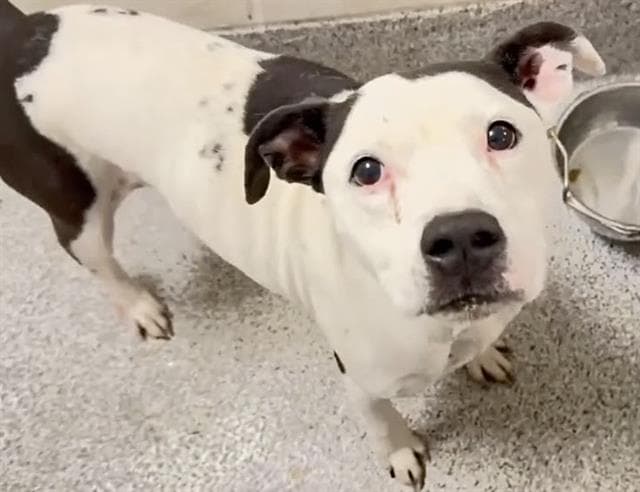 Judy - Pit Bull Terrier