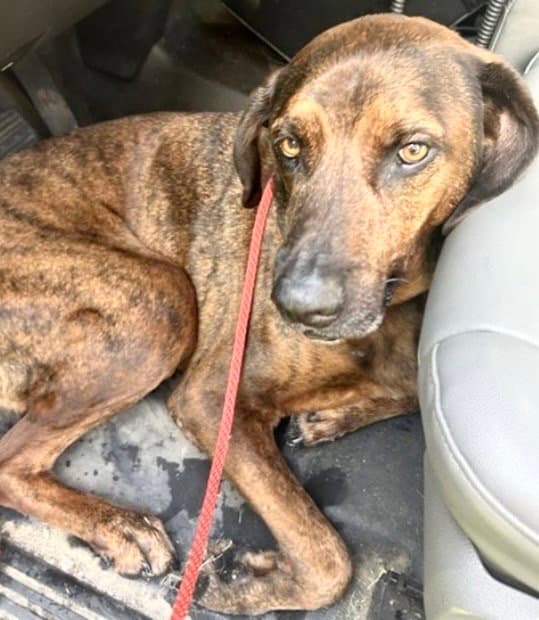 Unknown - Plott Hound