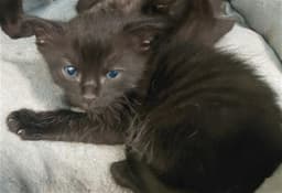 Kit image 1