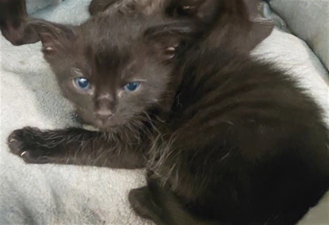 Kit - Domestic Short Hair