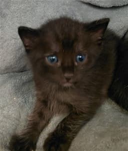 Kit image 1