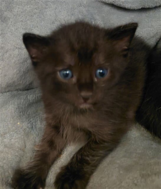 Kit - Domestic Short Hair