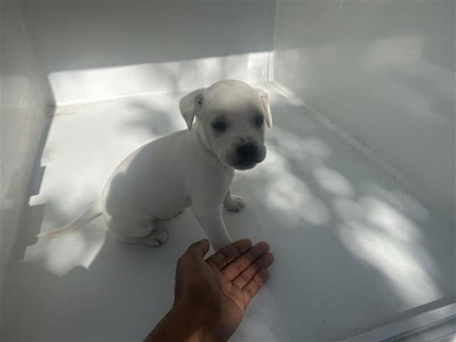 Unknown - American Pit Bull Terrier