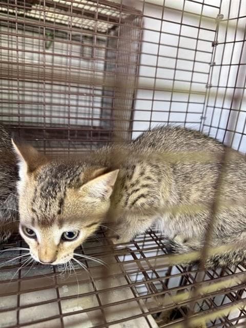 Unknown - Domestic Short Hair