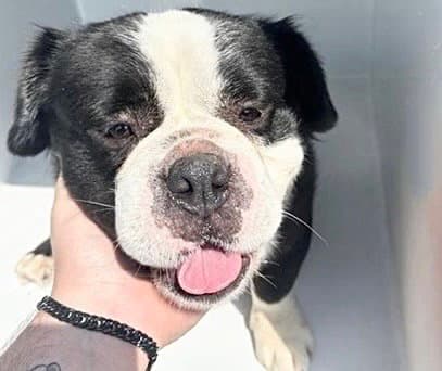 Unknown - English Bulldog