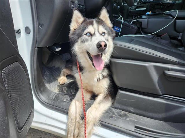Unknown - Alaskan Malamute