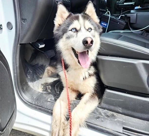 Unknown - Alaskan Malamute