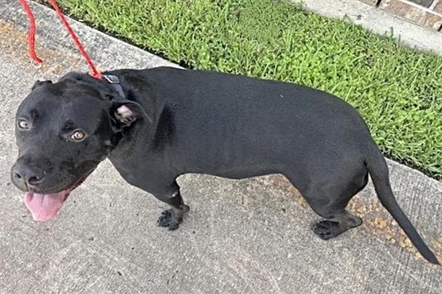 Cj - American Pit Bull Terrier