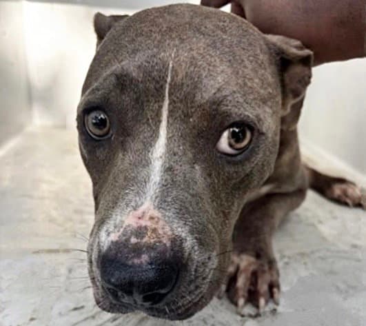 Unknown - American Pit Bull Terrier