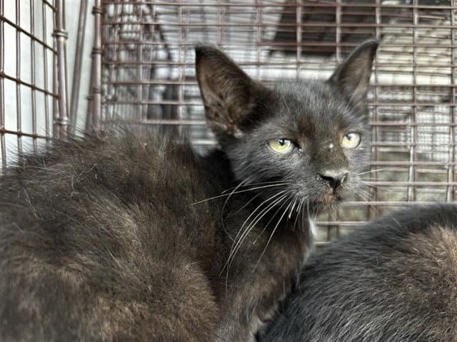 Unknown - Domestic Short Hair